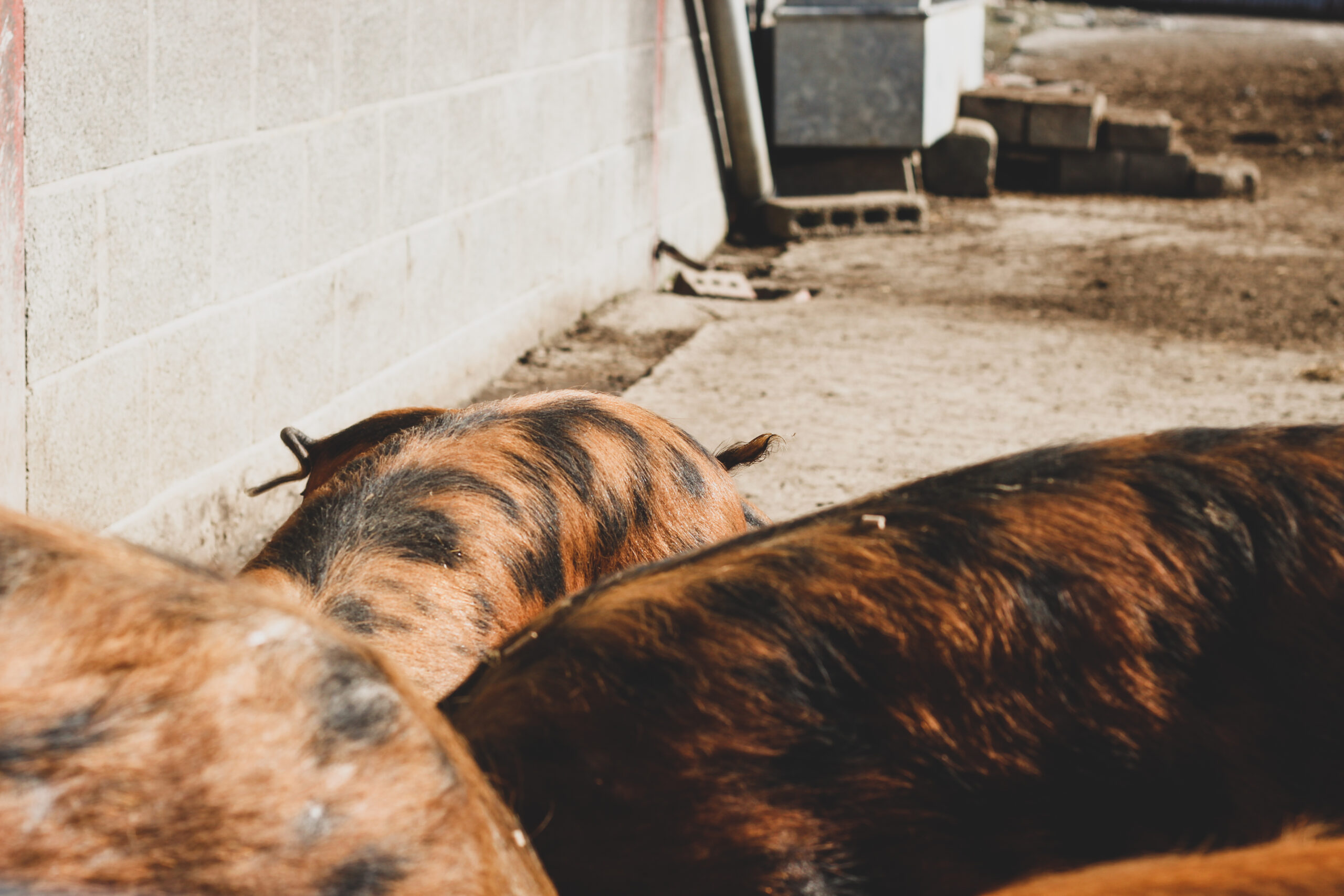 Oxford Sandy Black Pork Box - Image 5