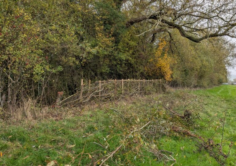 Laid hedge in the Montgomeryshire style